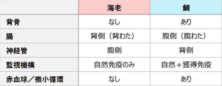 図３：海老と鯛の違い