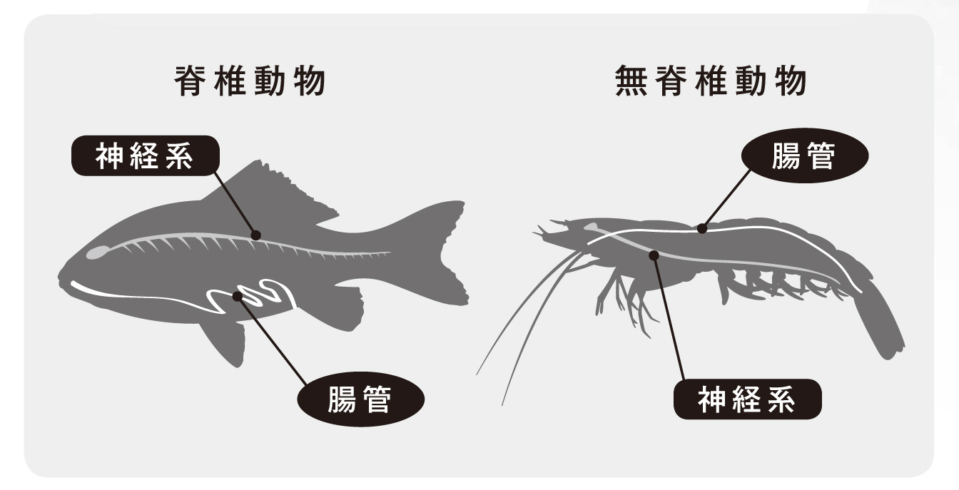 図６：動物の進化による胴体の背腹逆転